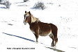 Cavallo sulla neve
